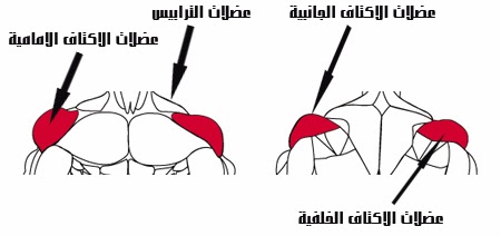 Photo of تشريح عضلات الكتف للاعب كمال الاجسام