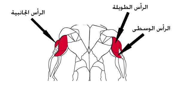 Photo of تشريح عضلات التراى للاعب كمال الاجسام