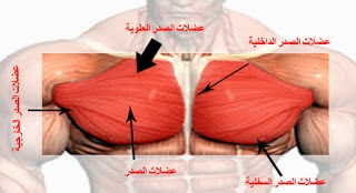 Photo of تشريح عضلات الصدر للاعب كمال الاجسام